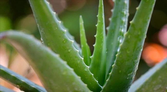 دراسة حديثة: «الآلوفيرا» قد تفتح باباً بحثياً جديداً في مواجهة ألزهايمر دراسة حديثة الآلوفيرا قد تفتح باباً بحثياً جديداً في مواجهة