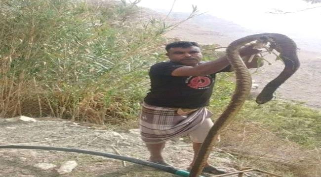 أفعى كبيرة تثير مخاوف الأهالي في الضالع ودعوات لتوخي الحذر أفعى كبيرة تثير مخاوف الأهالي في الضالع ودعوات لتوخي الحذر