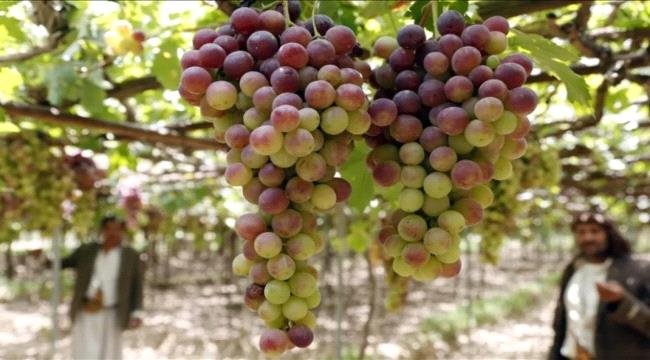 الحوثيون يستهدفون محصول العنب والزبيب لصالح المنتجات الايرانية الحوثيون يستهدفون محصول العنب والزبيب لصالح المنتجات الايرانية