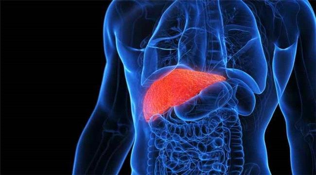 مشروبات شائعة قد تدعم صحة الكبد مشروبات شائعة قد تدعم صحة الكبد